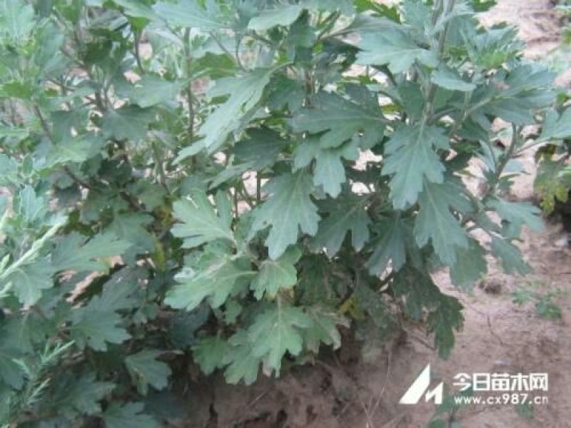 地被菊植株低矮、株型紧凑，花色丰富、花朵繁多