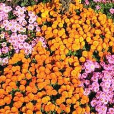 地被菊植株低矮、株型紧凑，花色丰富、花朵繁多
