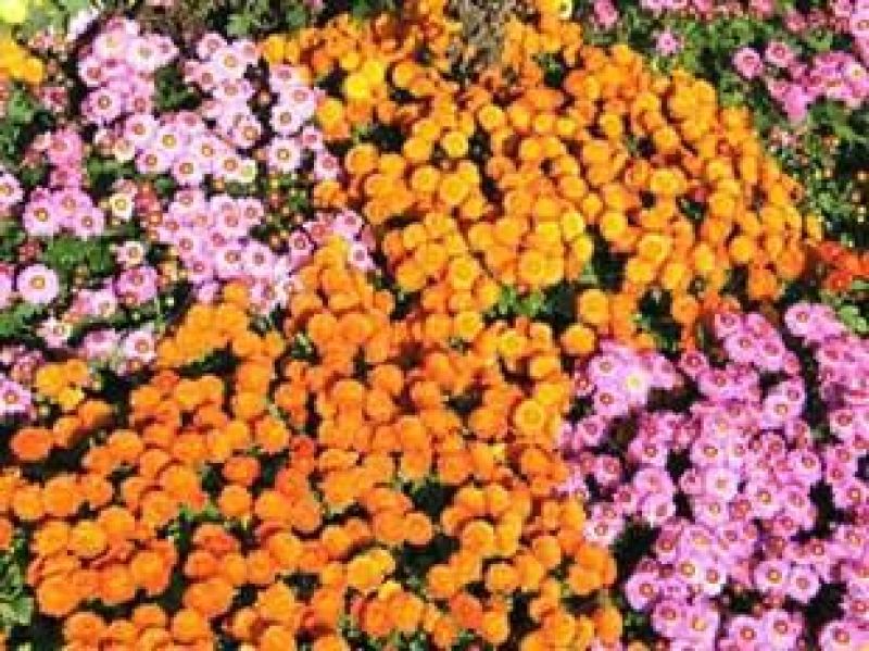 地被菊植株低矮、株型紧凑，花色丰富、花朵繁多