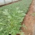 地被菊植株低矮、株型紧凑，花色丰富、花朵繁多