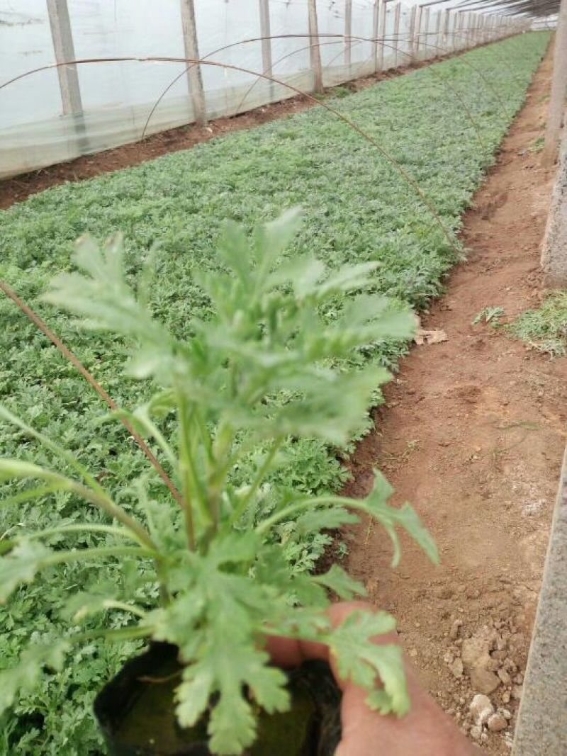 地被菊植株低矮、株型紧凑，花色丰富、花朵繁多