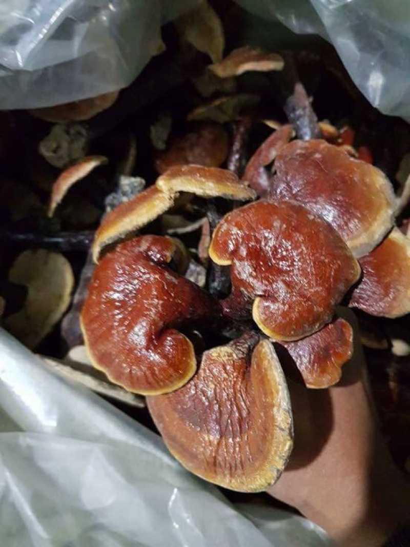 九牛力牛大力干品