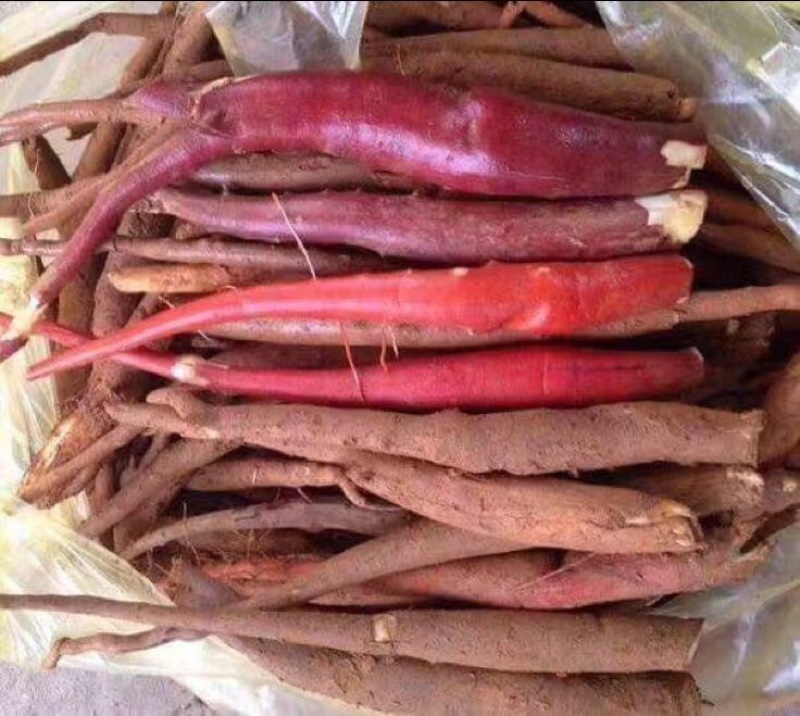 九牛力牛大力干品