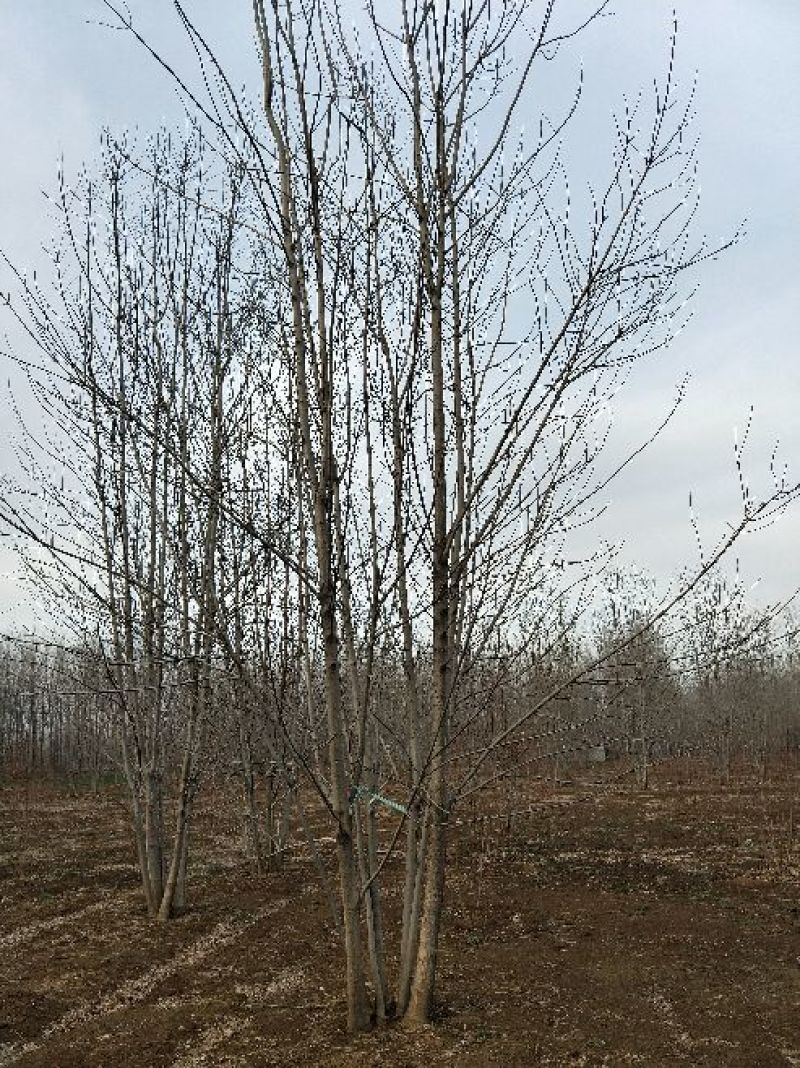 丛生白蜡苗圃现货供应:各规格丛生白蜡