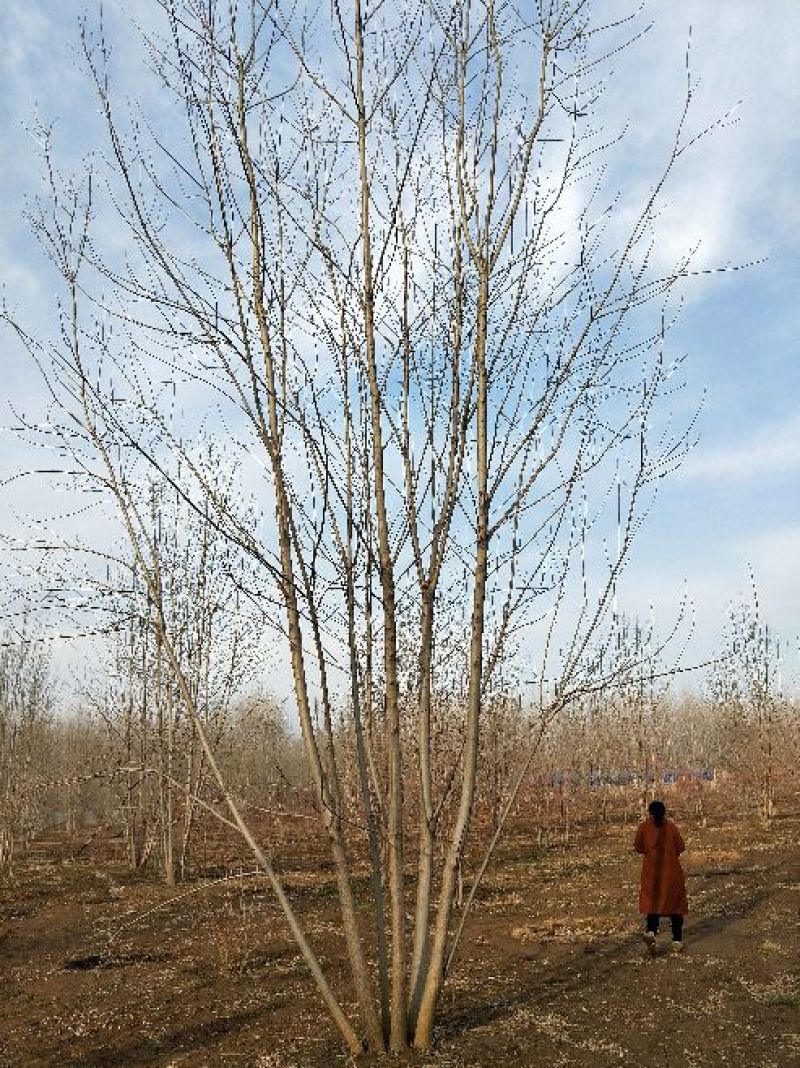 丛生白蜡苗圃现货供应:各规格丛生白蜡