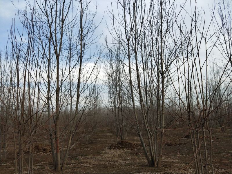 丛生白蜡苗圃现货供应:各规格丛生白蜡