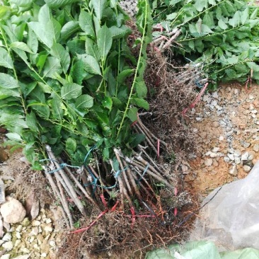 优质早熟三华李，迟熟三华李，诚信经营放心苗