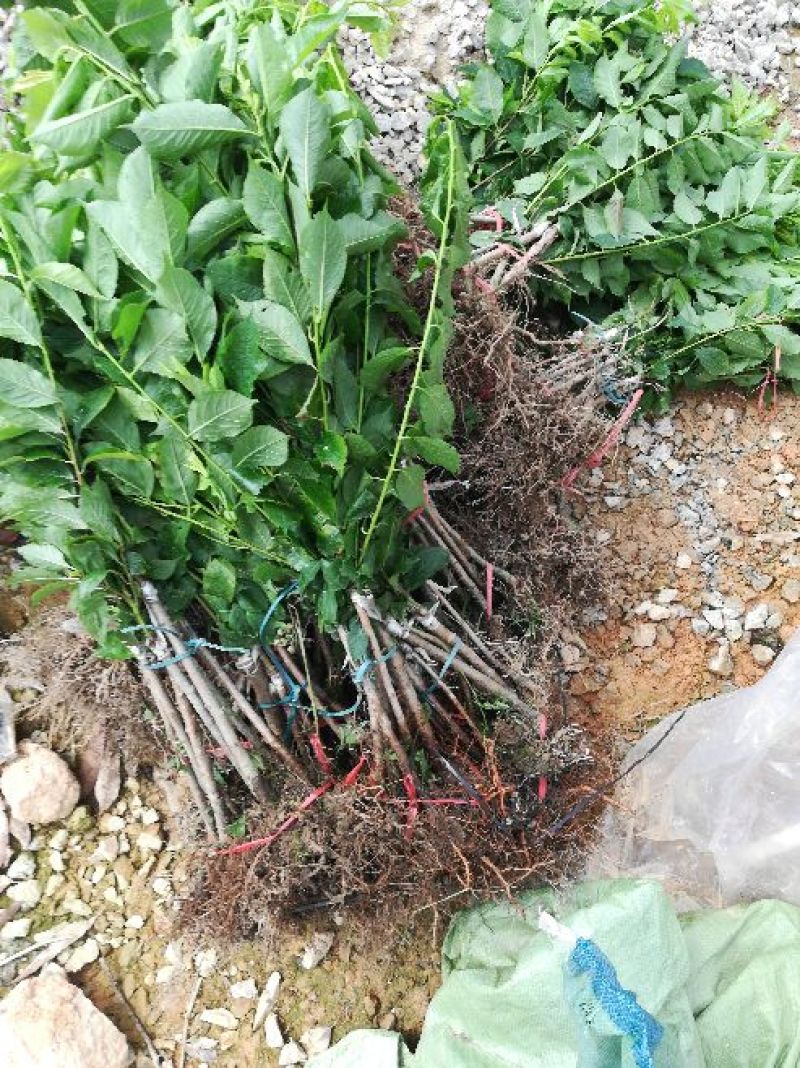 优质早熟三华李，迟熟三华李，诚信经营放心苗