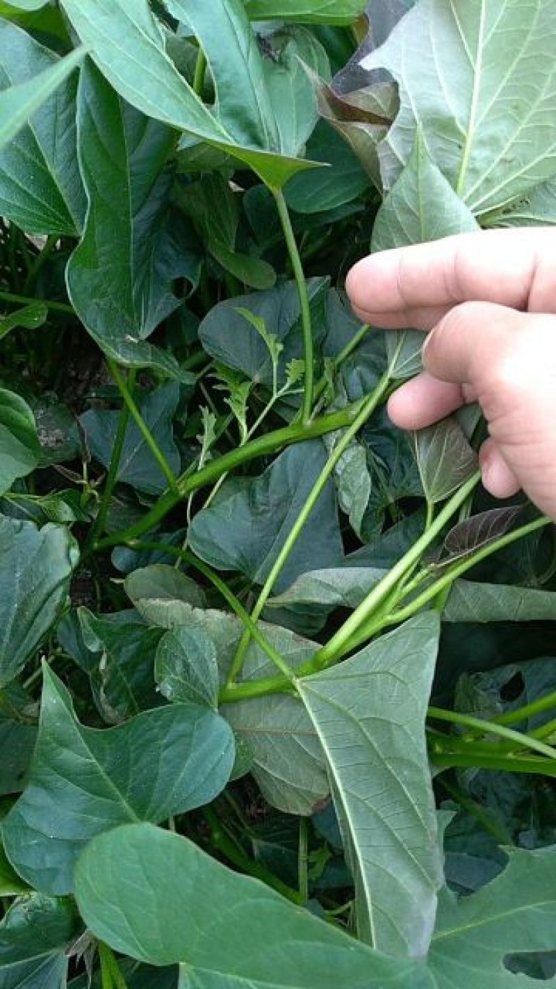 西瓜红红薯苗15~25cm