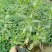 千屈菜盆花10~20cm一手货源诚信合作欢迎咨询客服