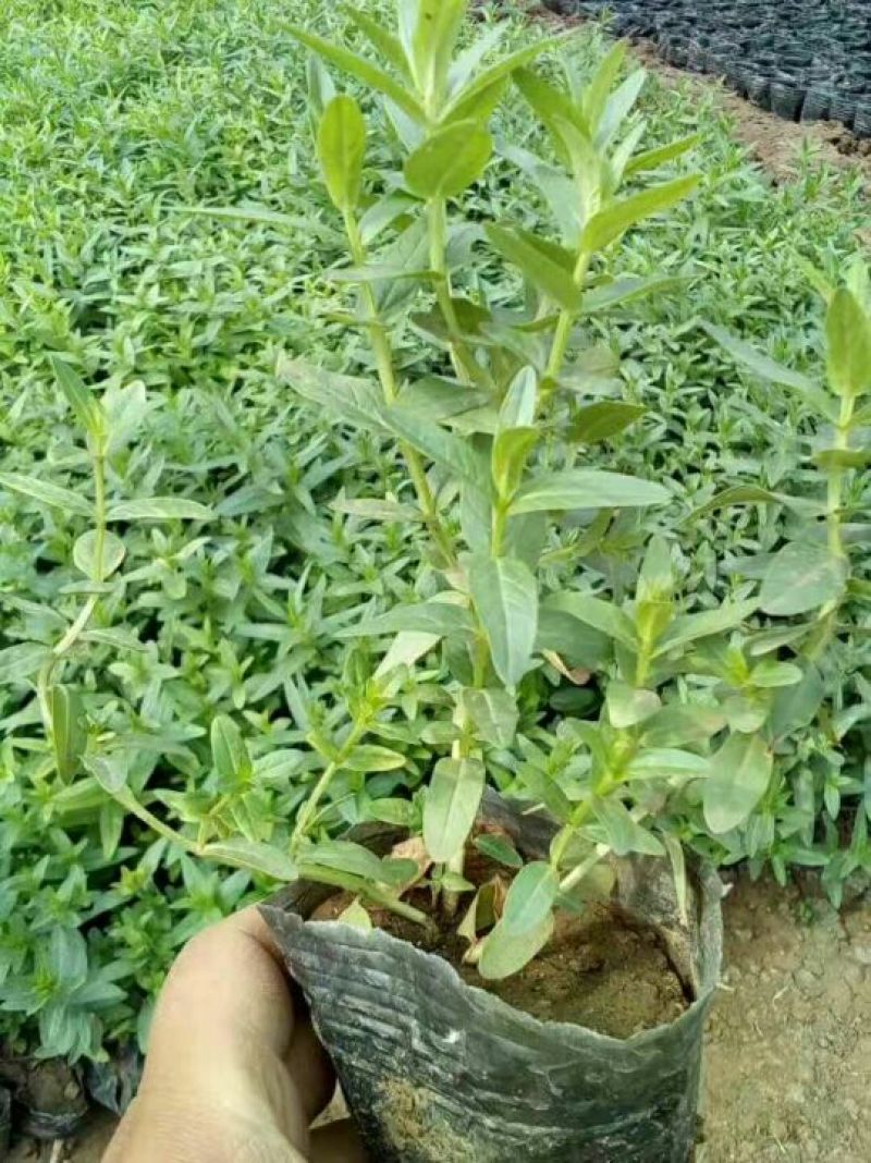 千屈菜盆花10~20cm一手货源诚信合作欢迎咨询客服