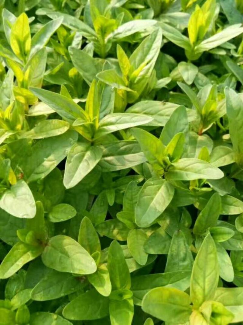 千屈菜盆花10~20cm一手货源诚信合作欢迎咨询客服