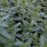 千屈菜盆花10~20cm一手货源诚信合作欢迎咨询客服