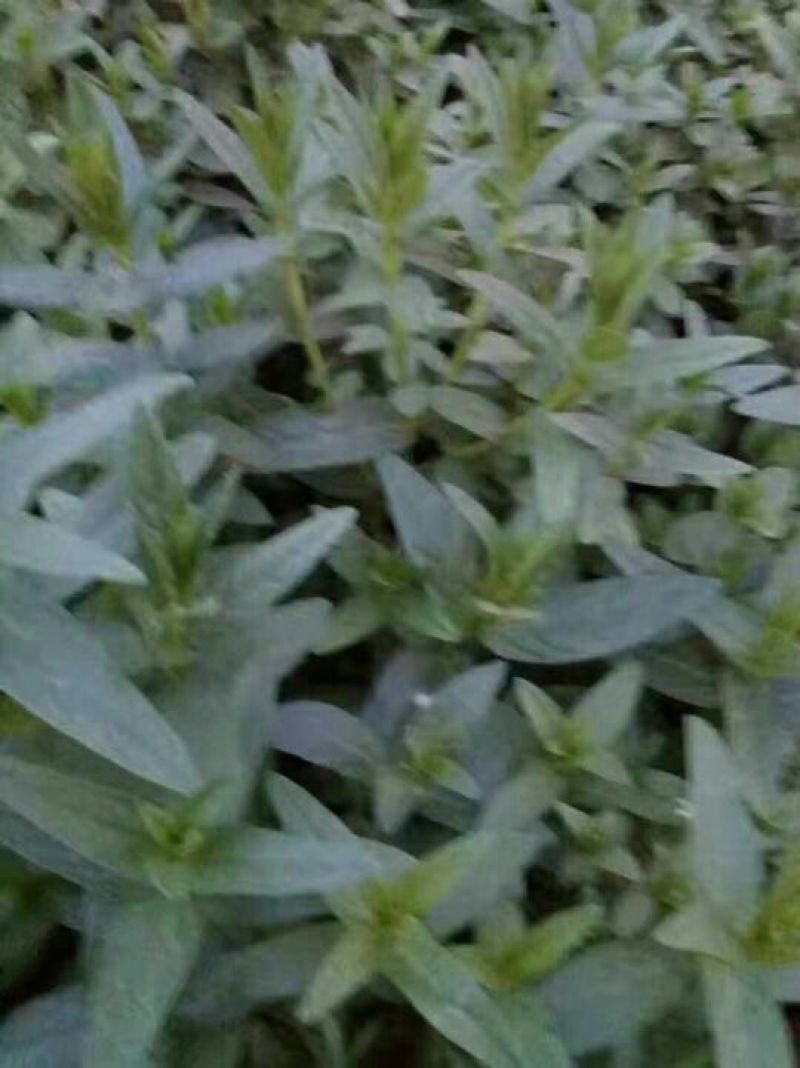 千屈菜盆花10~20cm一手货源诚信合作欢迎咨询客服