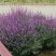 千屈菜盆花10~20cm一手货源诚信合作欢迎咨询客服
