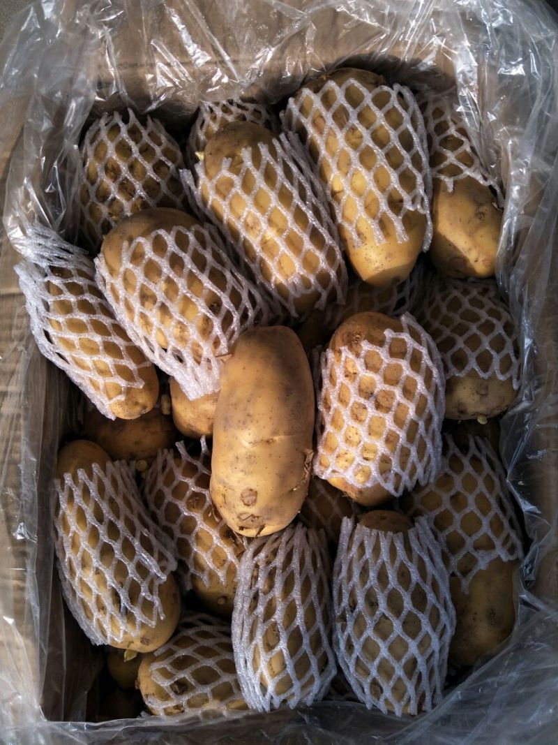 荷兰十五土豆精品3两以上