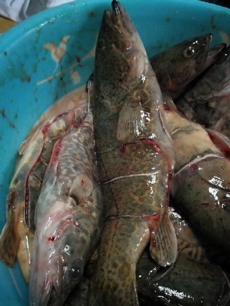 斑鳜鱼20~30cm食用活鱼