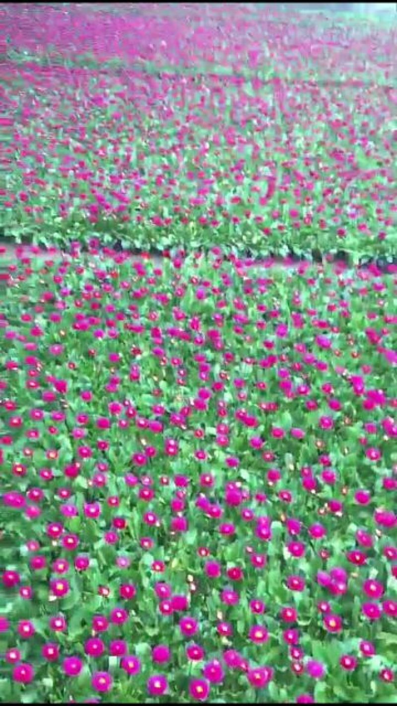雏菊10cm以下基地直发量大从优欢迎客户来电咨询