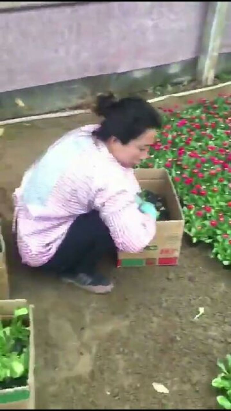 雏菊10cm以下基地直发量大从优欢迎客户来电咨询