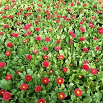 雏菊10cm以下基地直发量大从优欢迎客户来电咨询