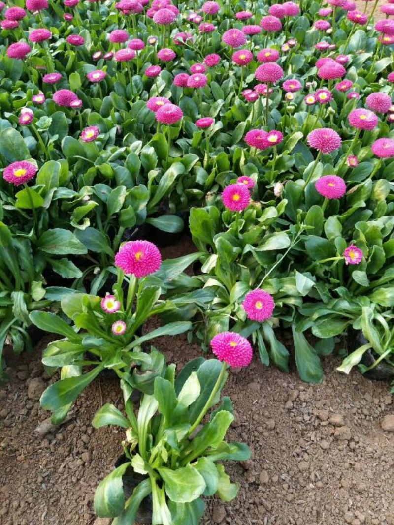 雏菊10cm以下基地直发量大从优欢迎客户来电咨询