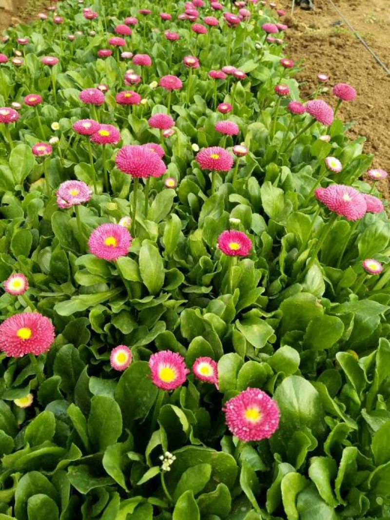雏菊10cm以下基地直发量大从优欢迎客户来电咨询