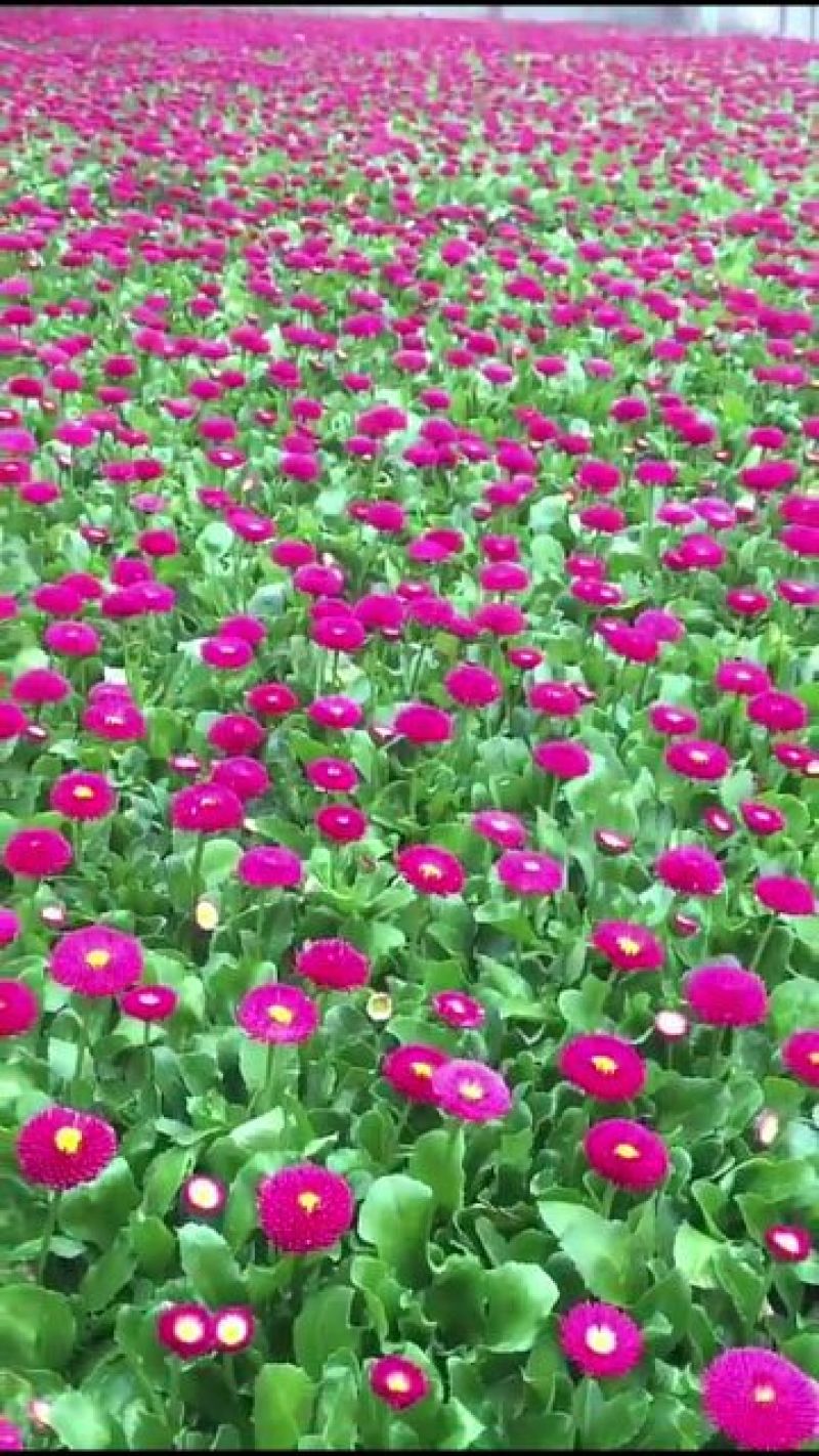 雏菊10cm以下基地直发量大从优欢迎客户来电咨询