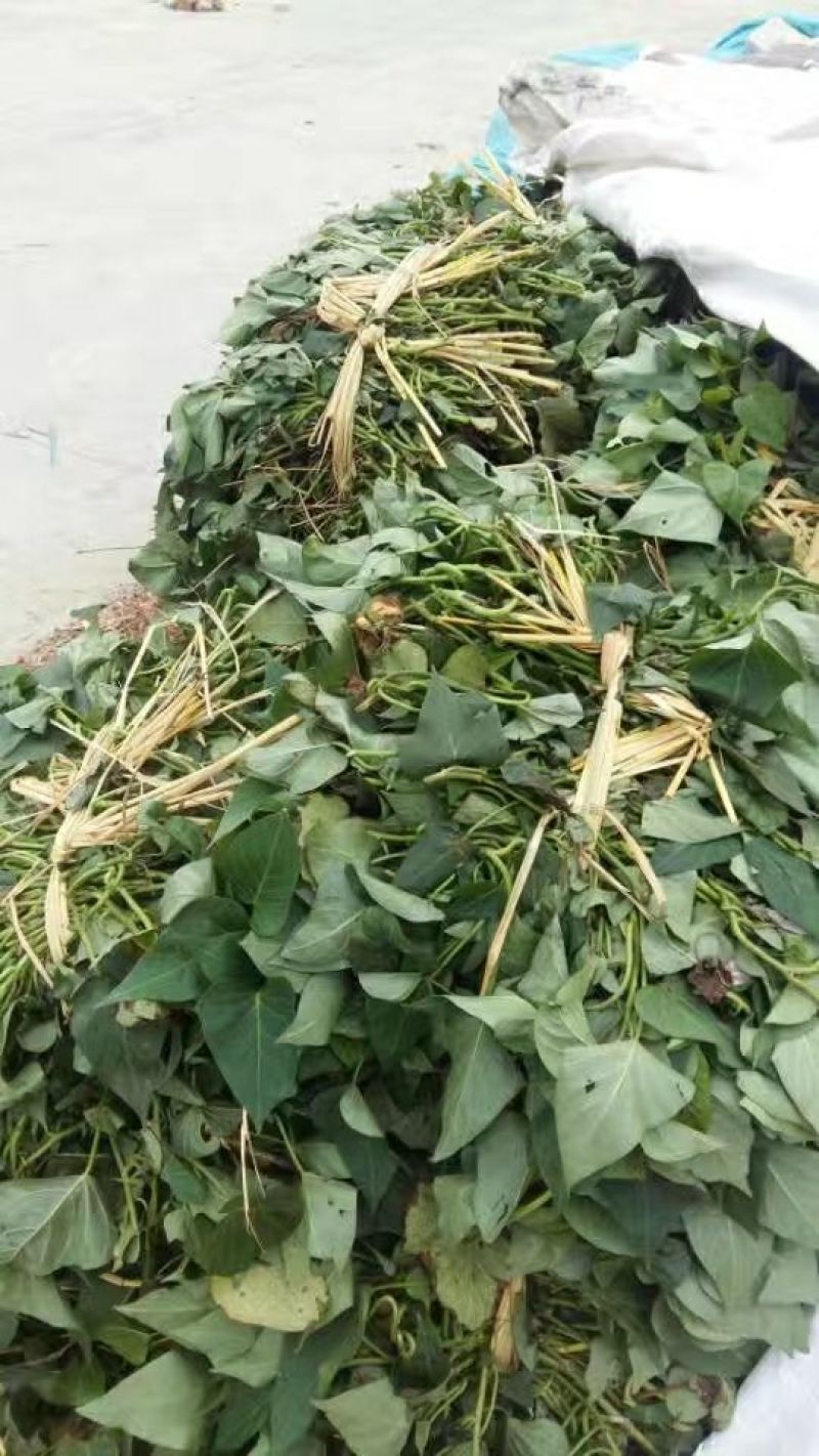 西瓜红红薯苗15~25cm