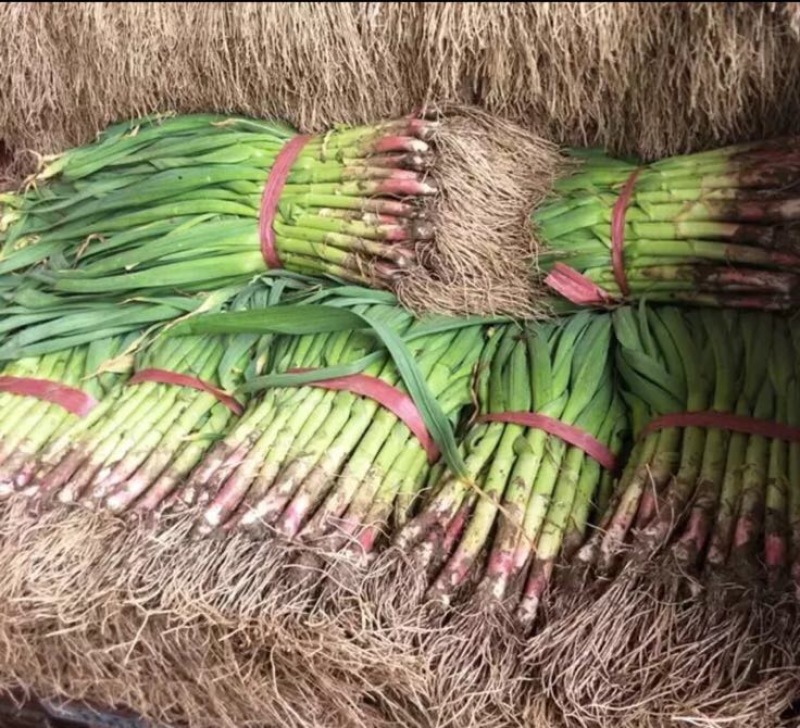 精品蒜苗绿色蔬菜基地40~45cm