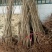 香椿苗大棚40~50cm