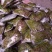 香椿苗大棚40~50cm