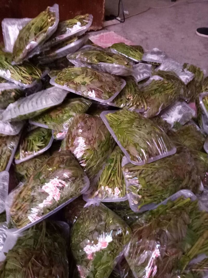 香椿苗大棚40~50cm