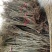 香椿苗大棚40~50cm