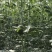 早春红玉3斤打底10成熟1茬