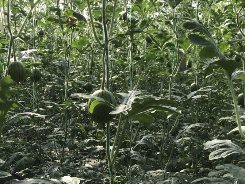 早春红玉3斤打底10成熟1茬
