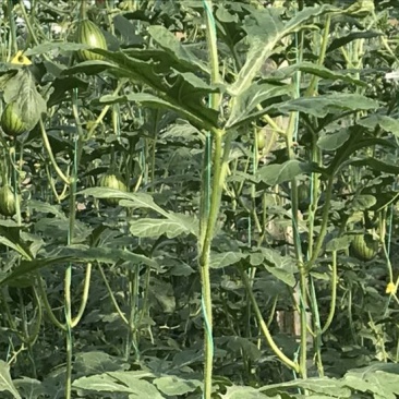早春红玉3斤打底10成熟1茬