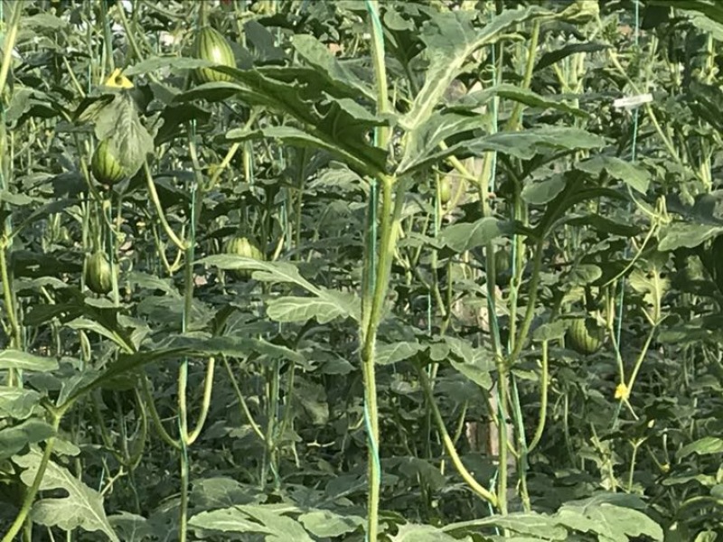 早春红玉3斤打底10成熟1茬