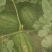 早春红玉3斤打底10成熟1茬