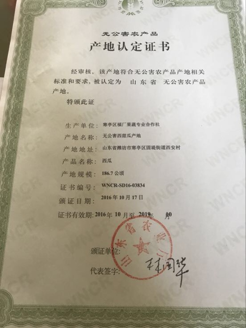 早春红玉3斤打底10成熟1茬