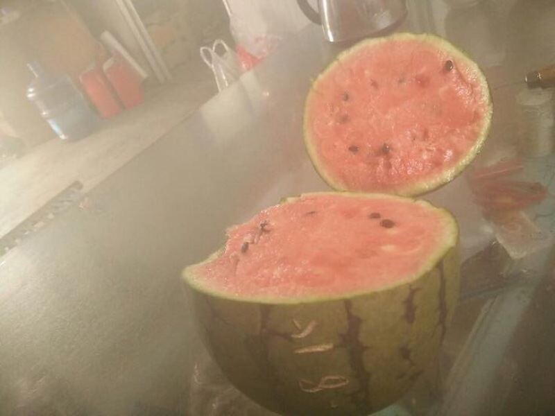 早春红玉3斤打底10成熟1茬