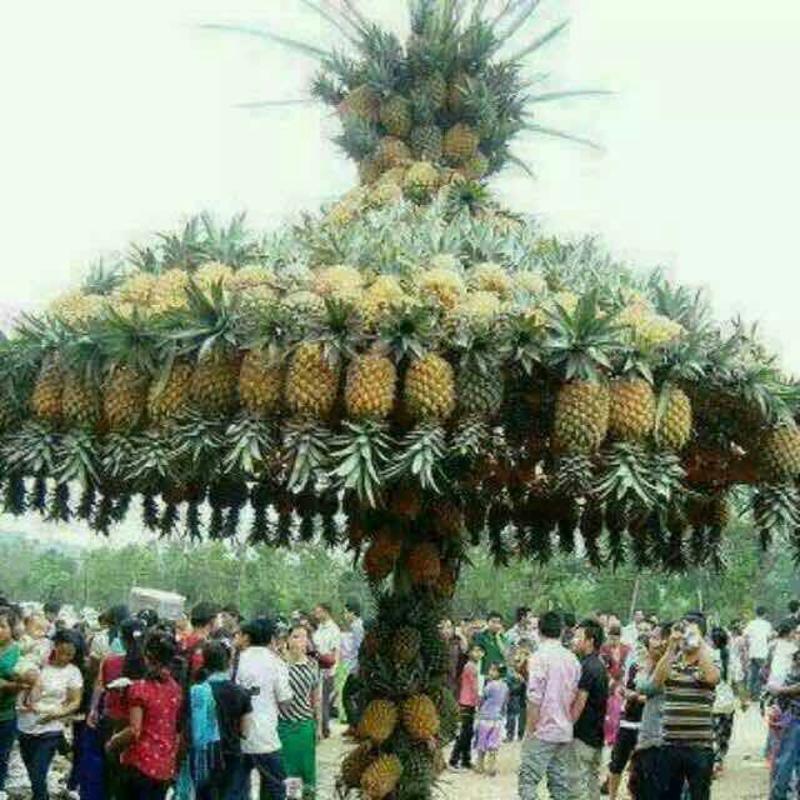 广东省徐闻县优质巴厘菠萝0.8至1.5斤欢迎致电咨询