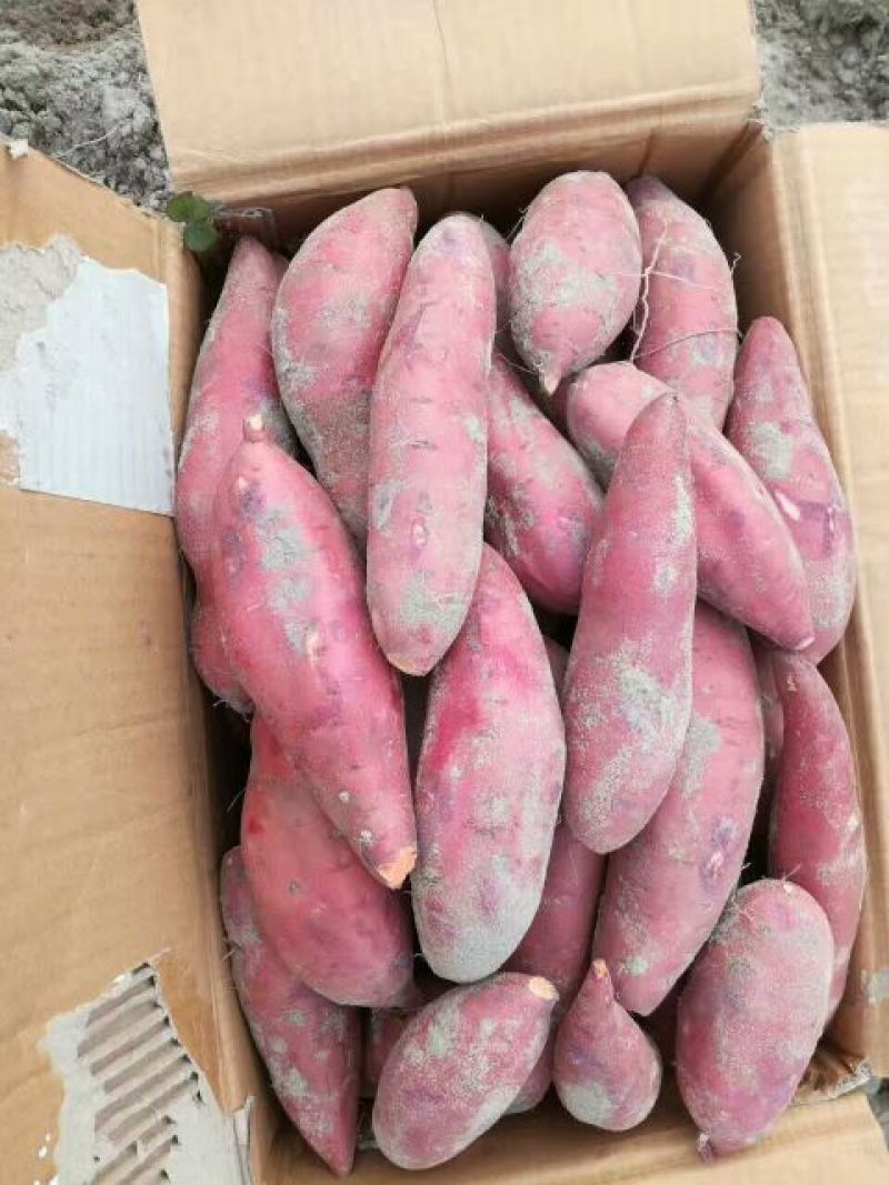 西瓜红8两以上商品薯红心