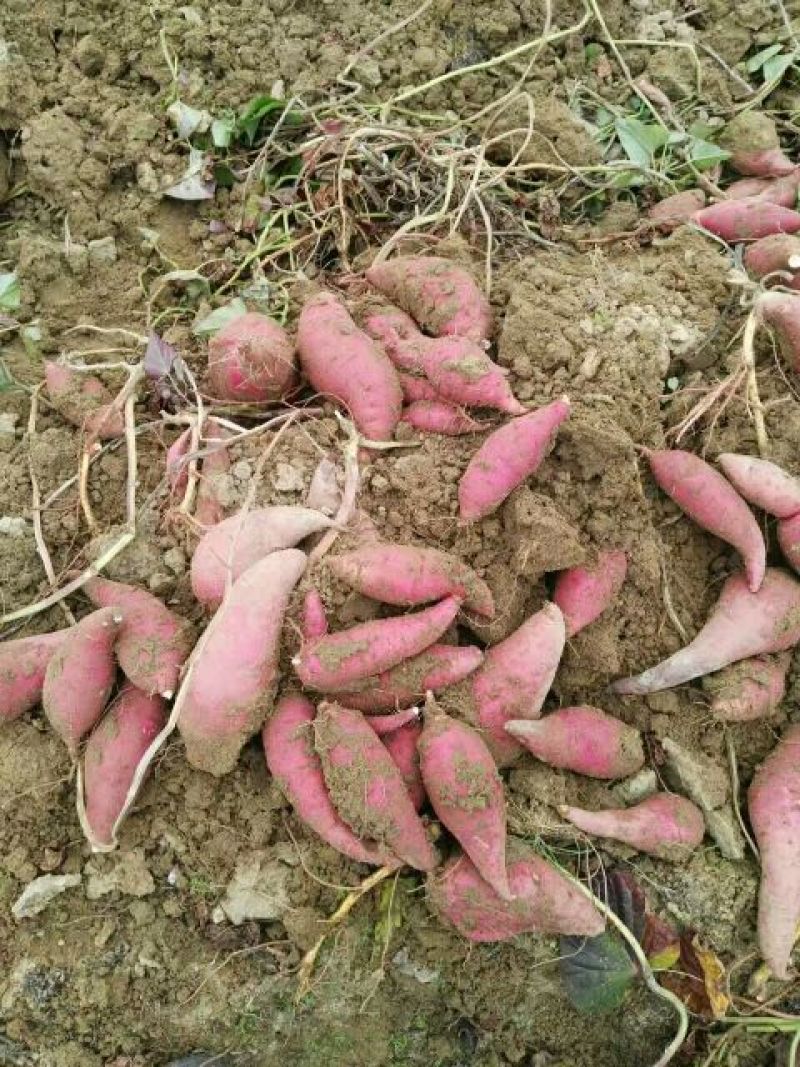 西瓜红8两以上商品薯红心
