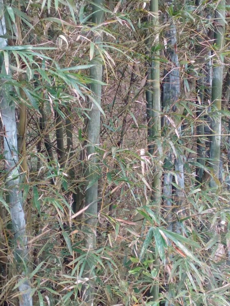 竹竿篙竹