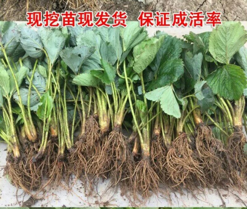 草莓苗10cm以下