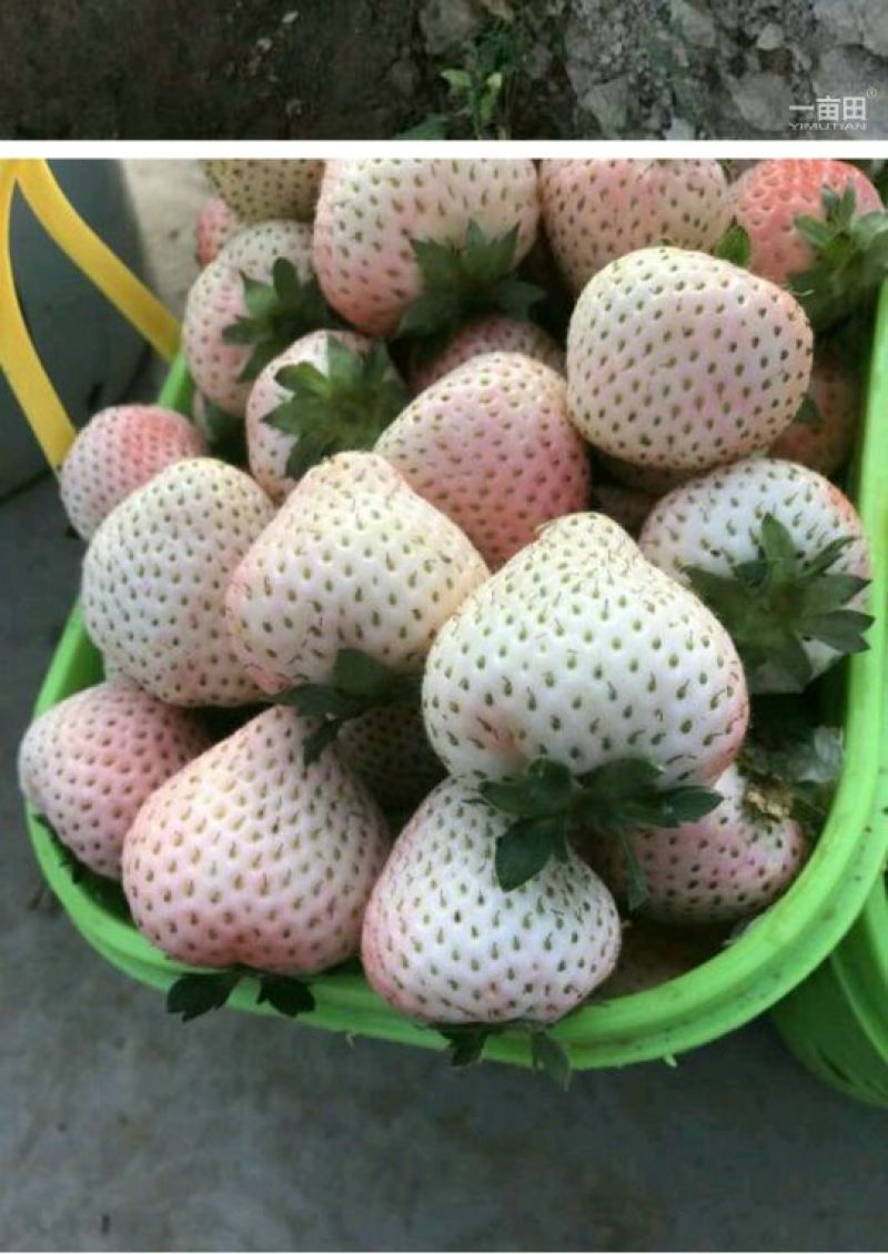 草莓苗10~20cm