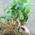 草莓苗10~20cm