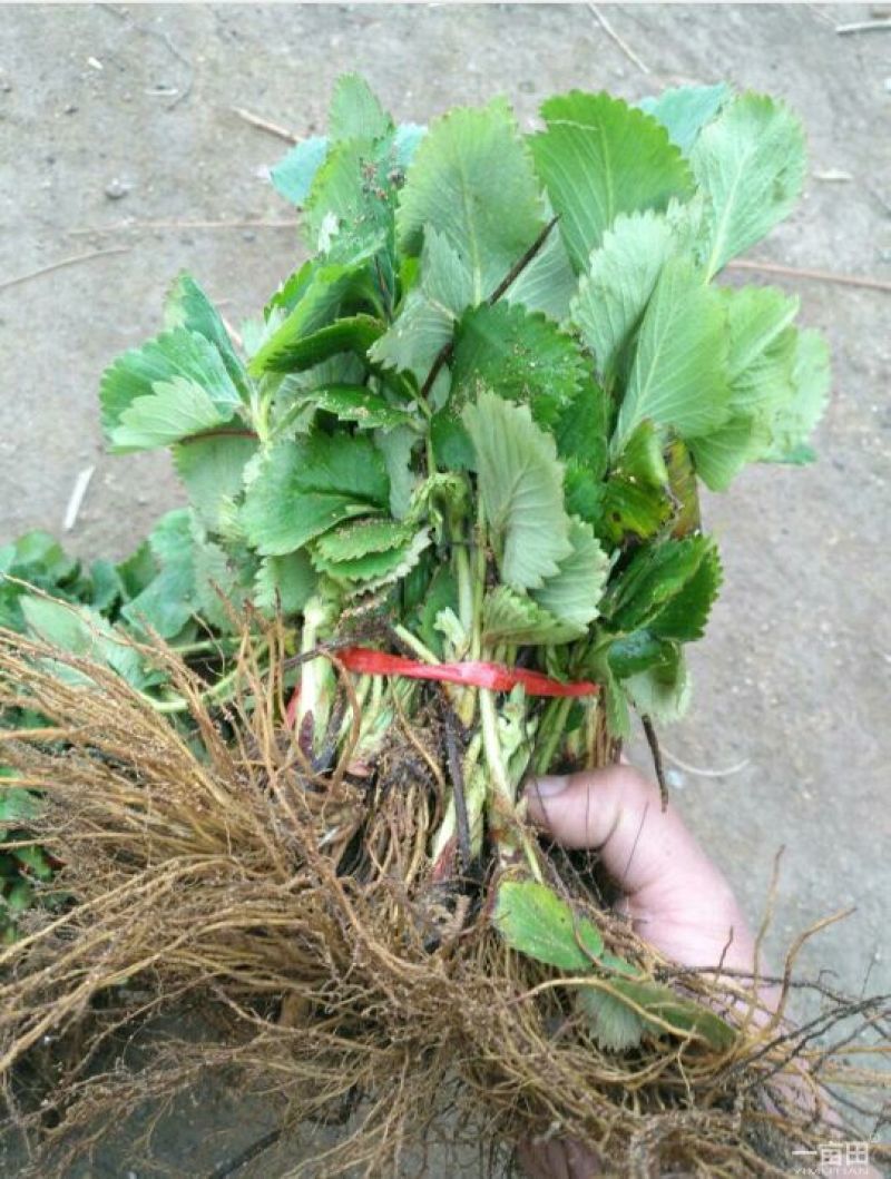 草莓苗10~20cm