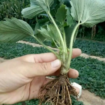 草莓苗10~20cm