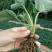 草莓苗10~20cm